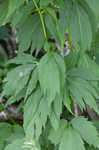 Cutleaf coneflower